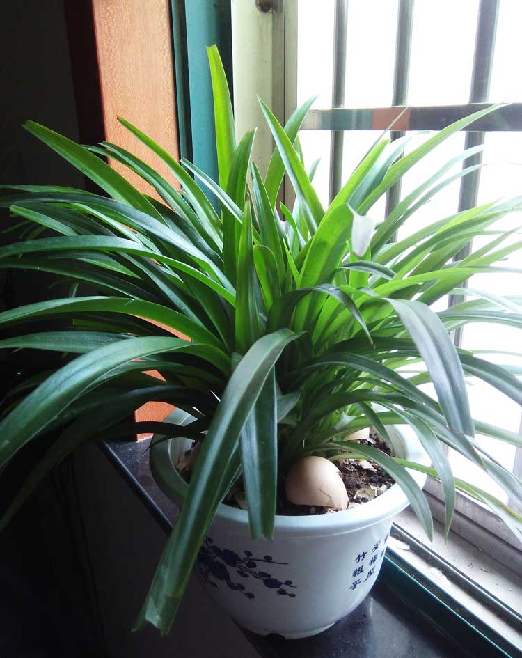 家里綠植防什么好？